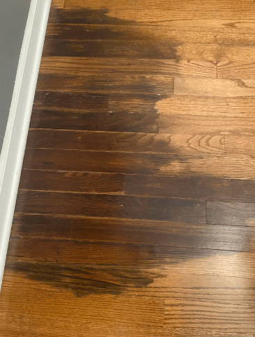 Dark discoloration on timber floorboards caused by moisture seeping up from a wet subfloor.